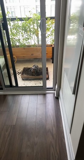 Cute Dachshund Puppy Digging in Mom's Garden