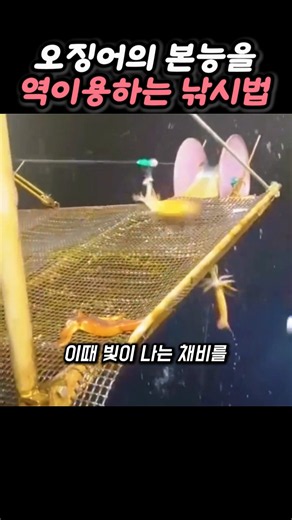How Squid Jiggers Sweep Up Squid Without Using Any Bait