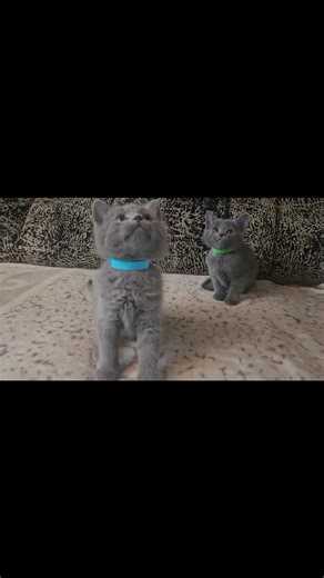 Pure breed Russian blue kittens is the best gift for Christmas.#RussianBlueAdoption #AdoptARussianBlue #HypoallergenicKitten #EmeraldEyes #AdoptDontShopUSA #catadoption | Russian blue cat | Facebook
