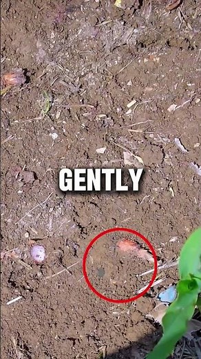 How Professional Fishermen Extract Worms from Soil – Simple & Effective Trick! #fishingtips #shorts