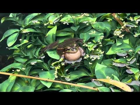 Green and golden bell frog calling