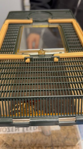 Have you add of the Vietnamese centipede? These are Connor McGregors of the bug world I swear. Always looking to start something. There are a lot of “nopes” to these guys but there are some “that’s cool I guess” to them as well 🤔 | LLLReptile & Supply