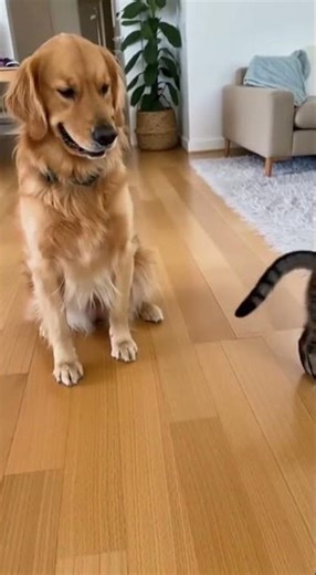 🐾 Insane Dog Pranks Cat with Invisible Food! 😱🤣 #AnimalFails