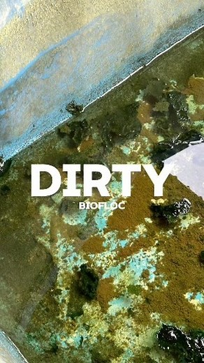  Uncovering Biofloc Secrets!  What’s lurking at the bottom of your biofloc tank? Discover the hidden substances that make or break your aquaculture setup! 戀  Watch as we dive deep into the science behind biofloc and learn how to maintain a healthy tank for your aquatic life.   Follow us for more insider tips on aquaculture and biofloc maintenance! #Biofloc #Aquaculture #TankMaintenance #RAS #SeafoodFarming #MarineScience #aquaculturelife | RAS Aquaculture | Facebook