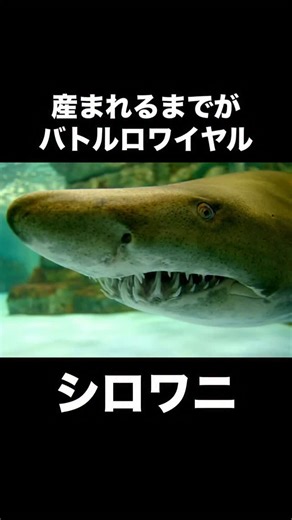 Dr.味噌煮の生物Lab | シロワニ先輩の生態 VOICEVOX:ずんだもん #動物 #雑学 #生態 #ぱいせんチースチース #ずんだもん #ドクターみそに | Instagram