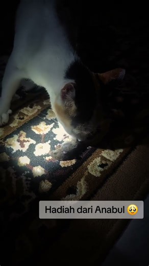 Hadiah dari Anabul 🥹 #kucing #anabulkesayangan #lucu