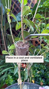 2.5K views · 26 reactions | Branch cutting with banana #backyardgardening #gardeninglife #vegetablegardening #vegetablegarden #gardeningtips #gardeninglove #organicgardening #gardensofinstagram #gardenideas #urbangardening #gardeningistherapy #gardeninggoals #homegardening #gardeninspiration #lovegardening #gardeningisfun #countrygarden #veggiegarden #happygardening | Daily Garden Life | Facebook