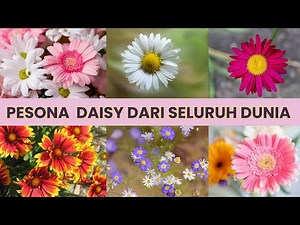 🌼 Pesona Dunia Daisy: Mengenal 26 Jenis Bunga Daisy Dari seluruh Dunia🌸 #harmonylife #daisy