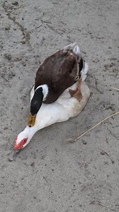 86K views · 198 reactions | Muscovy × Local Duck Crossbreeding at Our Farm #duck | Sami Loft & FarmHouse | Facebook