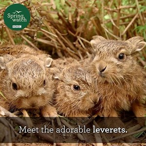 BBC Springwatch | Just one more sleep folks ❤️ See you all tomorrow! #Springwatch 🐣 | Instagram