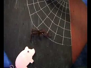 Charlotte's Web, Part I