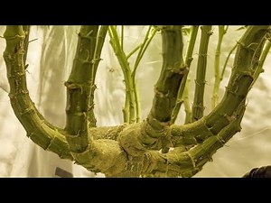 Turgor pressure and turgid pressure and why there important to your plants 🪴
