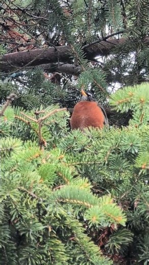 American Robin singing in the spring 🌲🕊️🐦