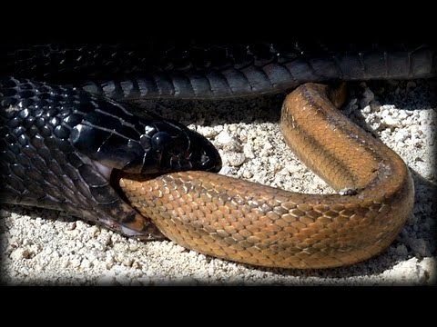 Indigo Snake Eats Rat Snake 01 - Snake vs Snake