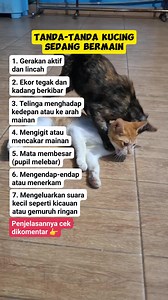16K views · 120 reactions | Tanda-tanda kucing sedang bermain...