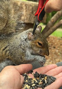 How to Remove Ticks from Squirrels Safely