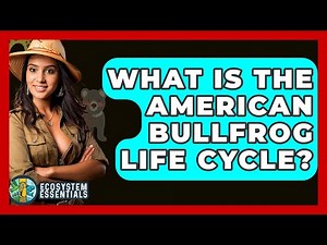 What Is The American Bullfrog Life Cycle? - Ecosystem Essentials