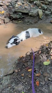 ❤️ADOPTED❤️ Looking to adopt a Hippo?🦛🐾 Meet Jewel, our 11-month-old, 37lb Collie-Husky mix… who may or may not have mistaken the muddy creek for her very own personal spa. 💦😂 Jewel is the perfect size, great with other dogs, and full of energy. She’s happiest when she’s exploring, running, or… let’s be honest, completely covered in creek water and mud. If your family is active, loves adventures, and doesn’t mind a little mess (or a lot), Jewel is ready to bring joy, laughs, and her “hippo-l