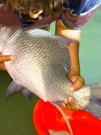 Biggest Black Carp Caught by Bill