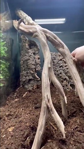 How to build bioactive terrarium for your crested gecko