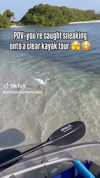 Explore Shell Key: A Kayak Adventure to See Snowy Egrets