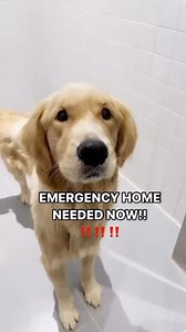 46K views · 2K reactions | We still have not found a home for this...