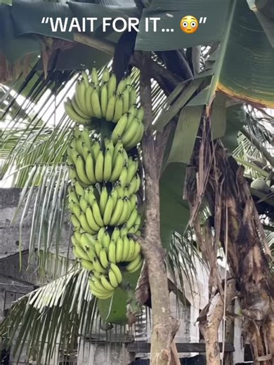 An unripe green banana letting go and falling straight from the tree 🍃🍌 Simple, natural, and strangely satisfying to watch. Most people don’t expect when it drops 👀 Watch closely… your brain will ask for a replay 🔁 Comment 🍌 if you watched twice Share if this felt oddly calming 🌿 #NatureMomentsBananaFallO#OddlySatisfyingL#LoopVideo #W#WatchTillTheEndV#ViralReels