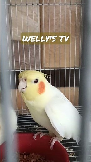 Lutino cockatiel male singing/courting sound.