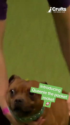 Watch Queenie the Staffordshire Bull Terrier showcase her agility at Crufts. A delight for dog lovers! 💚 | Crufts