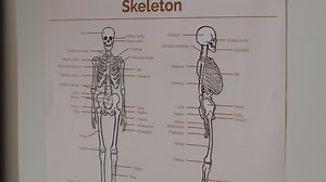 Skeleton Anatomy Diagram | Vídeo stock Gratuito