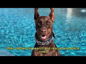 ROTTWEILER VS DOBERMAN: ULTIMATE SHOWDOWN