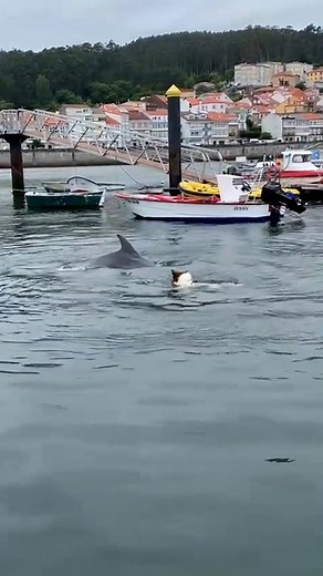 142K views · 1.2K reactions | Watch this sweet moment as a dog befriends a dolphin and they play in the sea together.  | News.com.au | Facebook