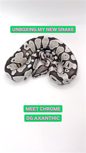 Unboxing My New DG AXANTHIC Ball Python🔥🐍