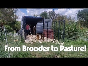 Moving Chickens Out of the Brooder + Getting Ready for Turkeys