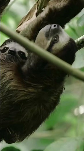 Protect Sloths and save their Habitats from Extinction for Animal Conservation