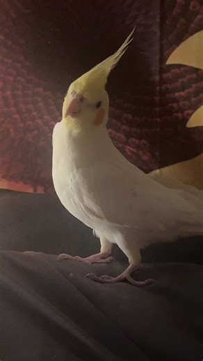 🌻Elise🌻 (@childlessbirdlady)’s videos with original sound - 🌻Elise🌻