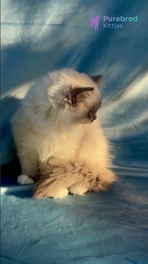 Adopt Milo: The Adorable Blue Mitted Ragdoll Kitten 💙 Gentle Giant Ready for Love! #Ragdoll