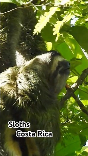 2022 Costa Rica - Sloths - 2 toed and 3 toed
