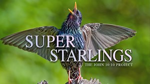 It is considered to be one of the most thrilling displays of animal behavior on earth – a hundred thousand starlings in flight. These small birds gather into highly coordinated formations, while moving at speeds up to 50mph. But how is such precision possible without instruction or practice? Science is now opening doors to this fascinating mystery with breathtaking evidence for intelligent design. SIGN UP NOW FOR FREE ACCESS TO MORE FILMS AND RESOURCES BY GOING HERE: https://thejohn1010project.c