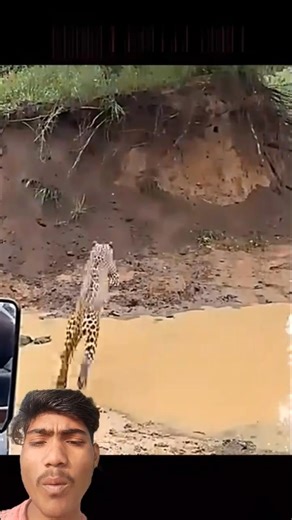 Leopard Leaps Up Tree....... Then the Fight Starts #trending #animals #wildlife #leopard #tree