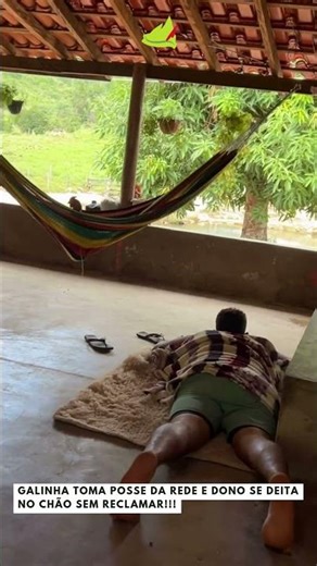 Galinha toma posse da rede e dono se deita no chão sem reclamar!! #viralvideo #viral #humor
