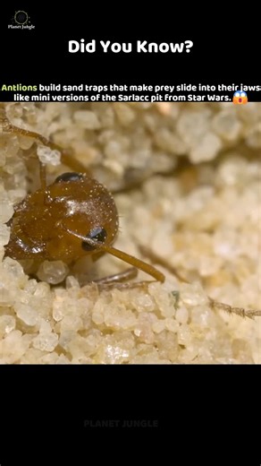 World’s Smartest Insect Trap?! #antlion #insects #animalfacts #wildlife