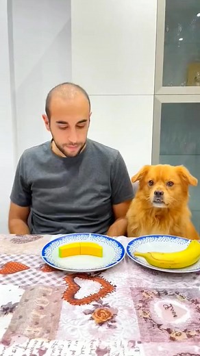 Dog funny#funny #dogsoftiktok #pet #dog #fyp #cute #asmr 1721552331 #petstagram #petty #petals #pets #petsagram #petsofinstagram | Dog Funny