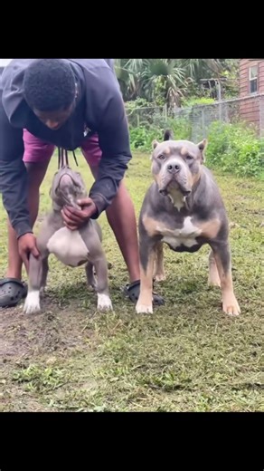 Pack life 😈🐾 other platofrms in bio📍#theptkway #jacksonville