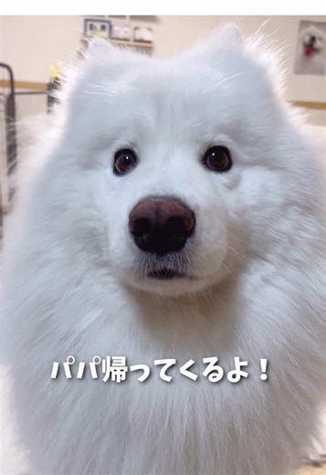 【ママ絶叫】大好きなパパをお出迎えするはずがまたしてもやられた!! #サモエド #samoyed #生きたぬいぐるみ