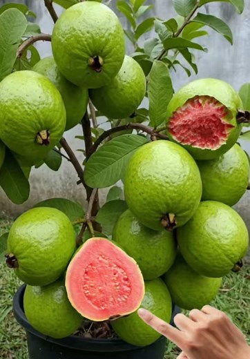 Grafting Guava Trees Using Ripe Papaya