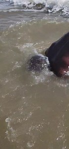 Les poissons | Sean Bridon