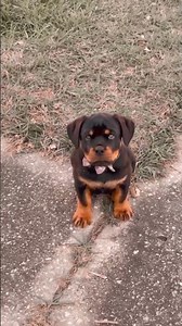 Cute puppy 🐶 #cutedogs #rottweilerpuppy #puppy