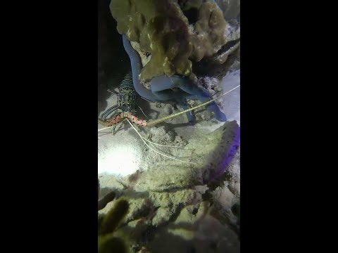 Night Diving for Lobsters and Seafood – Live from the Coral Reef | Huge Catch Underwater