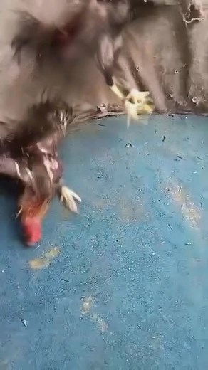 Barney | Alvin Kim Torrefranca